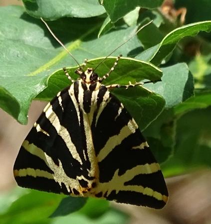 Réf. 210 169 : Euplagia quadripunctaria